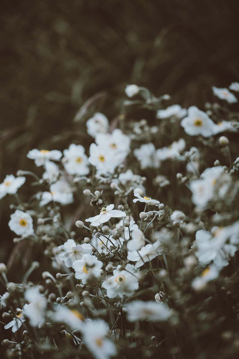 south harting white petaled flowers in focus photography at daytime united kingdom